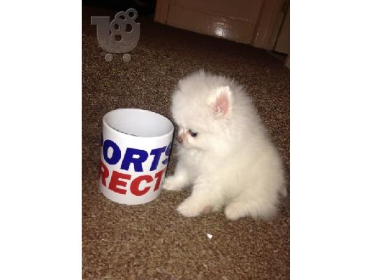 Πώληση Pomeranian σκύλοι και κουτάβια